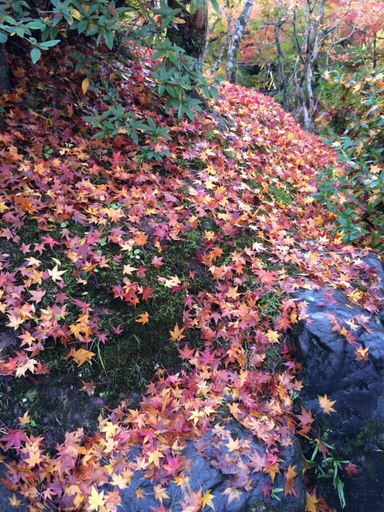 autumn foliage tohukuji